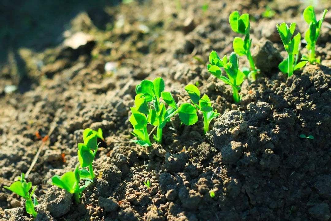 土壤水分測(cè)定儀